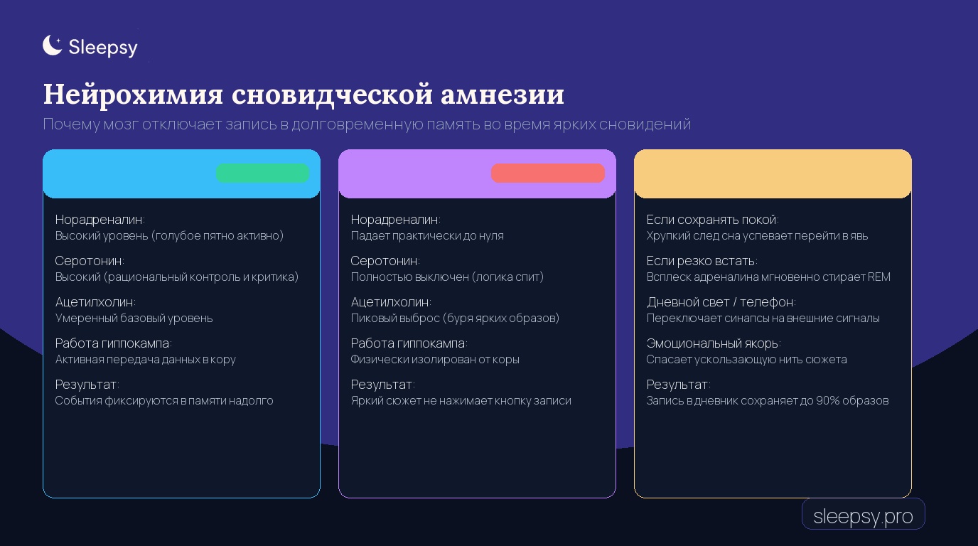 Инфографика: нейрохимия сновидческой амнезии и переключение памяти в фазе REM